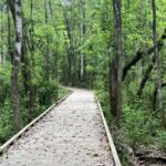 Pathway through trees